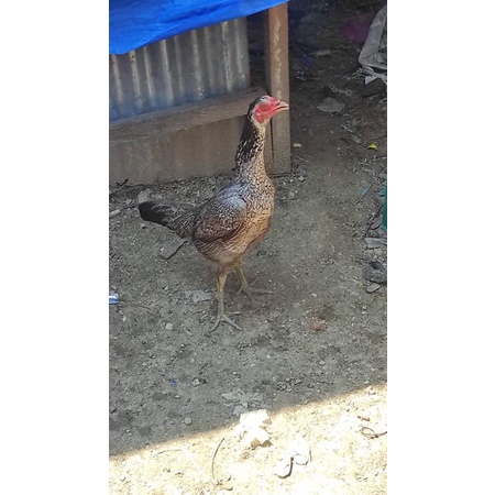 

Telur fertil ayam biang pama iq x cambuk terlaris