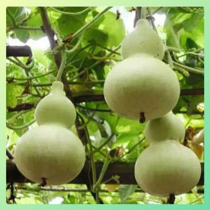 Benih Labu Botol / Labu Kendi 1 biji