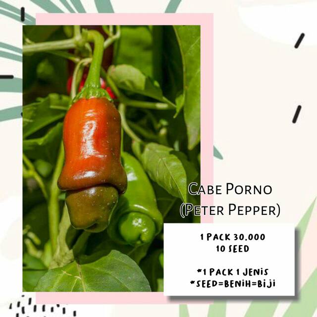 Bibit cabe porno