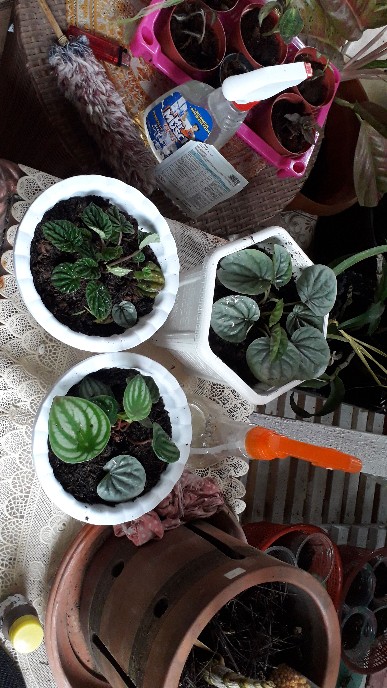 Tanaman Hias Paperomia Caperata Hijau