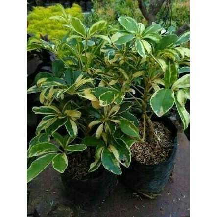 Tanaman hias Walisongo variegata, tanaman walisongo