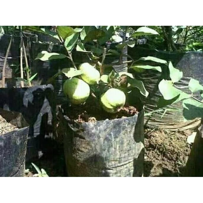 Benih Bibit Unggul. Bibit Tanaman Buah Jambu Kristal Tanpa Biji Super @_#