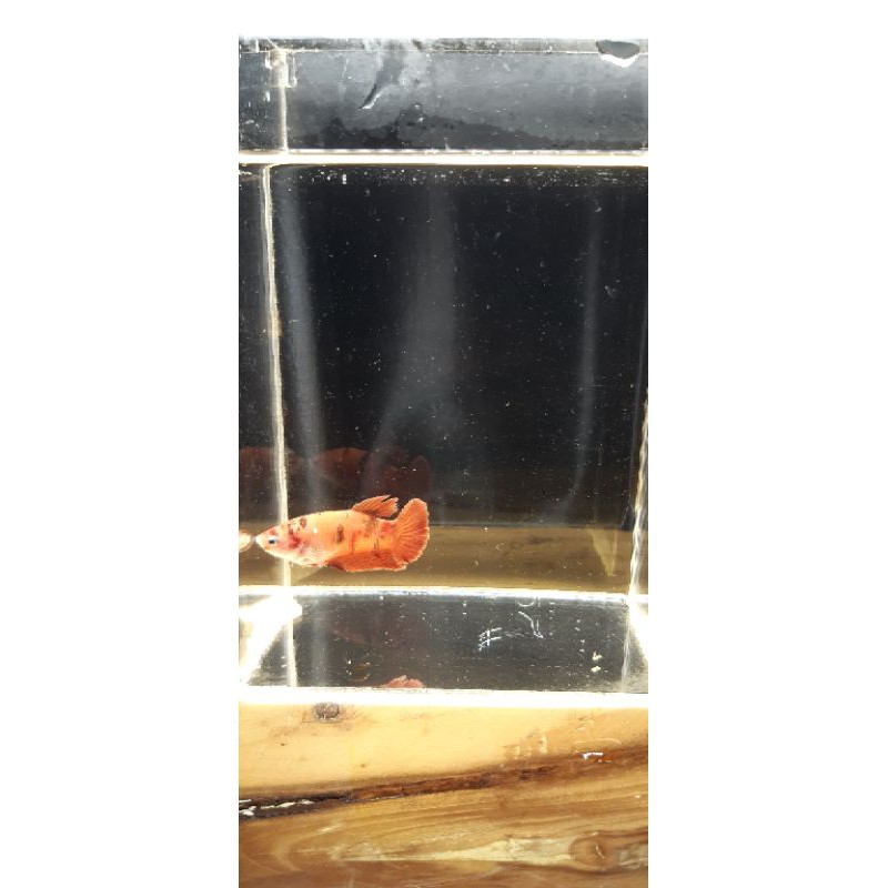 Cupang Nemo Leopard Cooper 003 / 100%  Sesuai Foto / Cupang Murah / Cupang Indukan