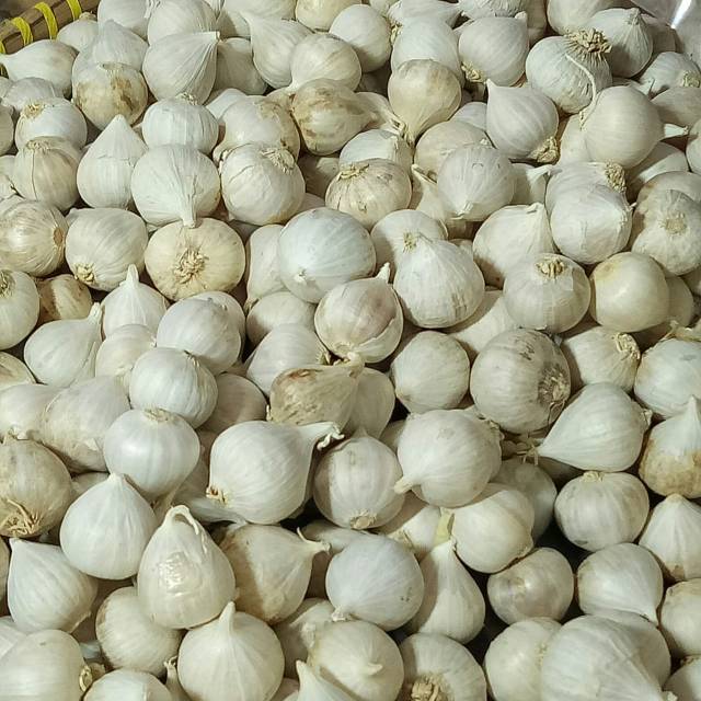 

Bawang putih junga untuk mengobati darah tinggi