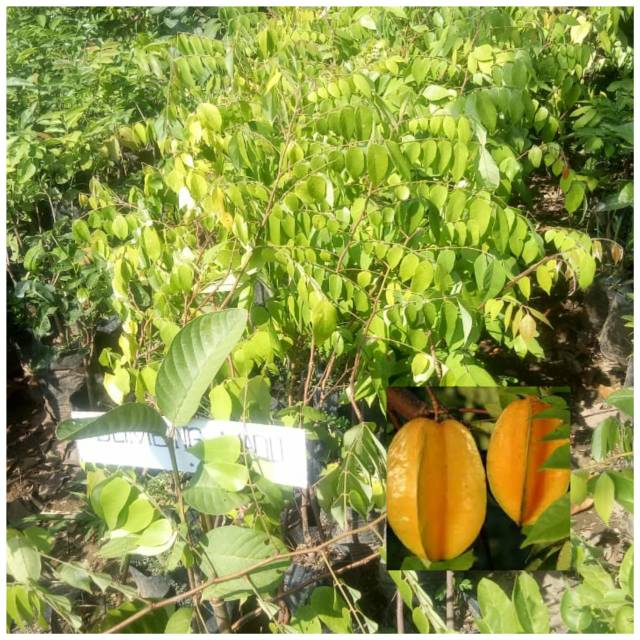 Bibit belimbing madu