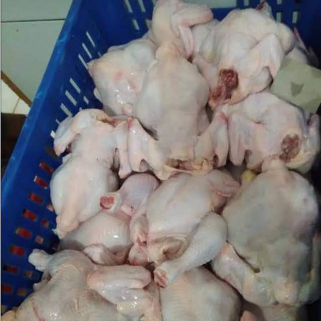 

Ayam potong karkas fresh murah