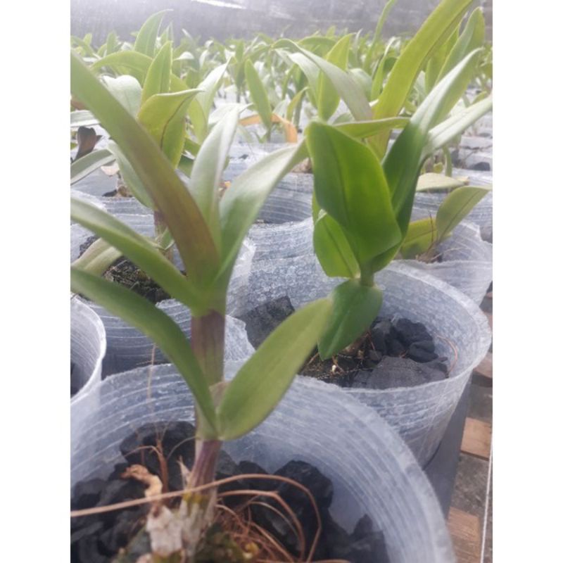 4 PAKET TANAMAN HIAS ANGGREK DENDROBIUM