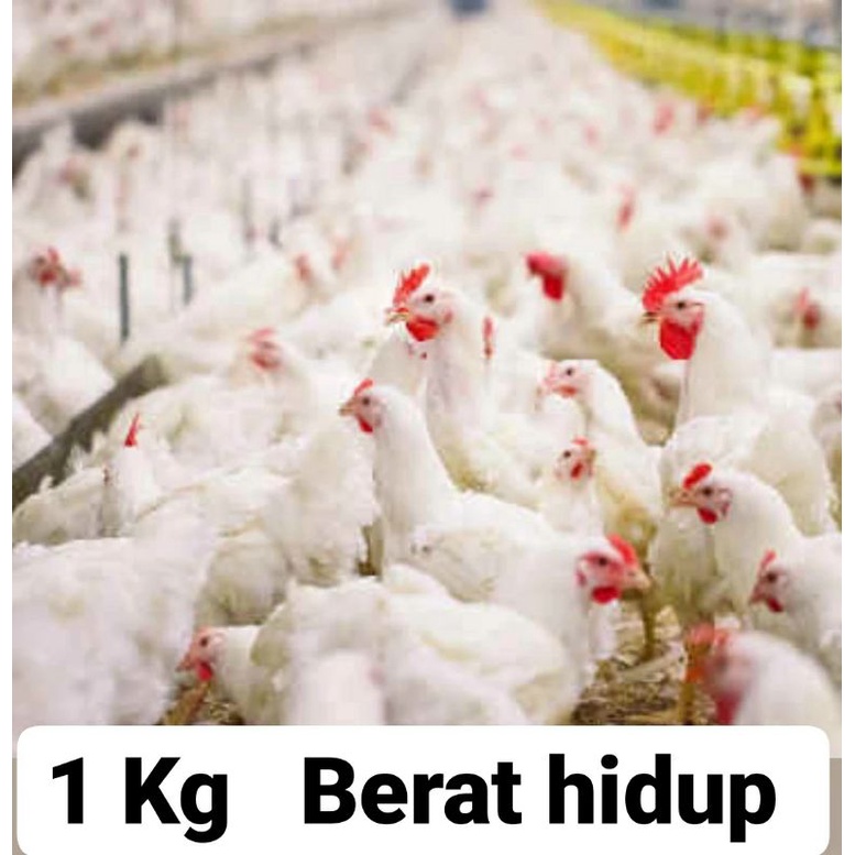 ayam broiler 0,7 Kg . 0,8 Kg.  0,9 Kg. 1Kg menu pecel lele  berikut isi Ati Ampela ayam utuh / ayam potong  /  ayam segar / ayam pecel lele / ayam bakar / ayam geprek / ayam fresh / ayam murah.-1,0 kg
