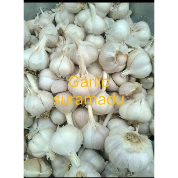

bawang putih kating