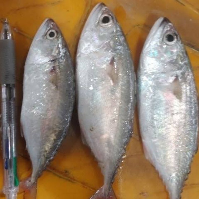 

Ikan kembung gepeng