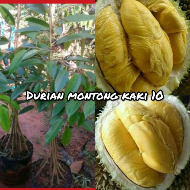 Bibit buah durian montong kaki 10 tinggi 1 meter