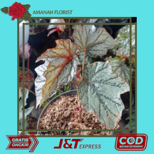 Tanaman Hias Bunga Begonia Rex Silver Cantik Murah Sehat dan Terawat