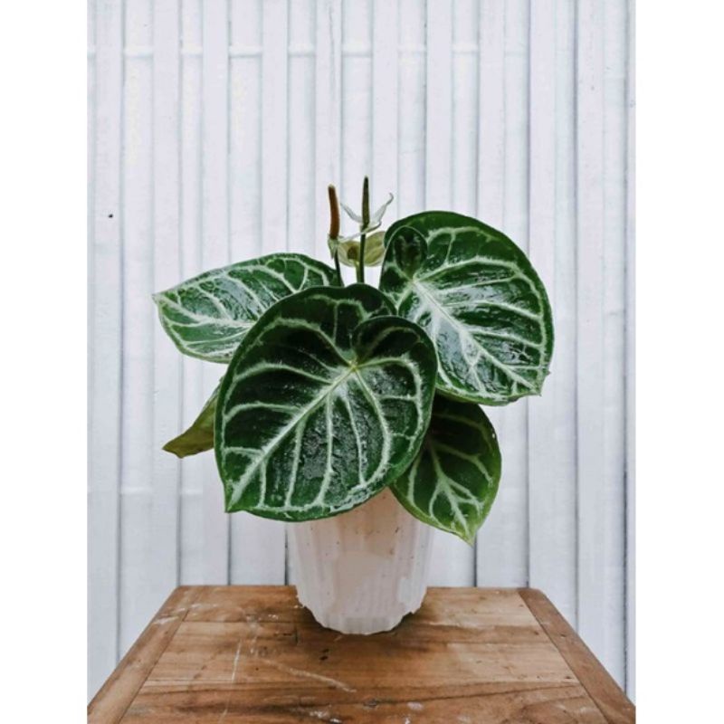 tanaman hias kuping gajah dorayaki 2-4daun remaja promo murah