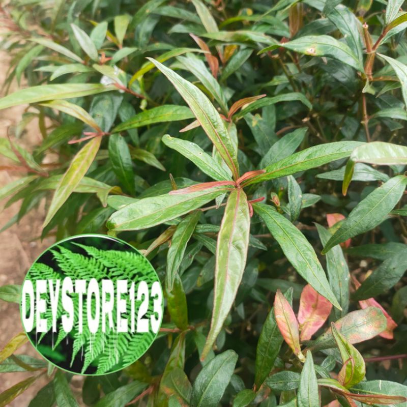 

Daun prasman segar 500 grm siaf kirim