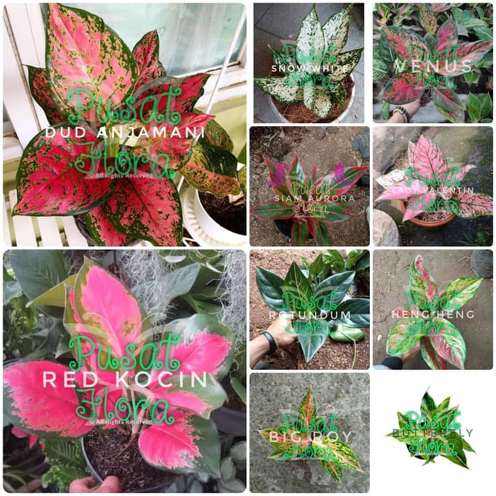 BIBIT AGLONEMA PAKET 10 JENIS