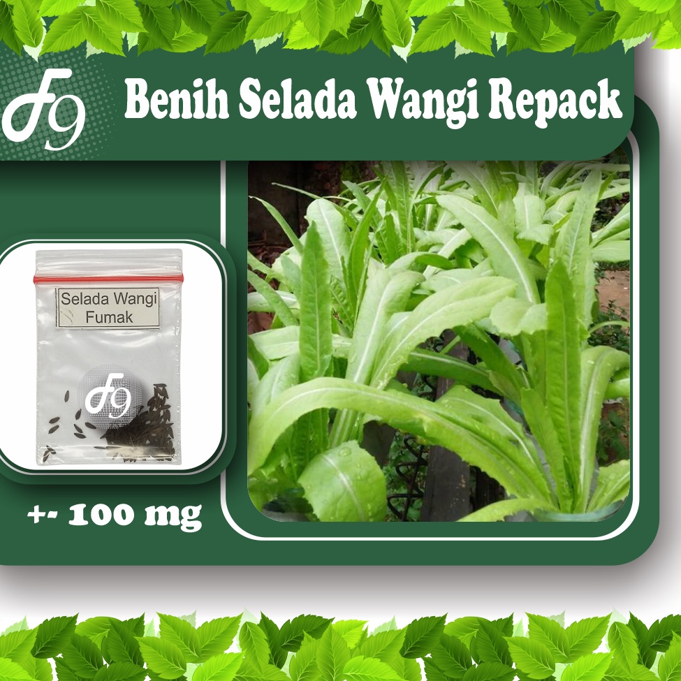 Benih Bibit Selada Wangi Murah Repack Seribuan