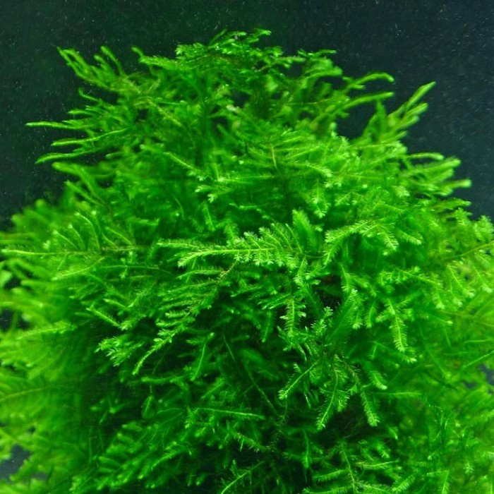 New tanaman hias lumut jenus(peacock moss) for bonsay & aquascape