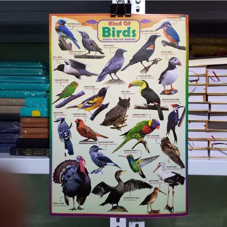 Poster Anak Edukasi Birds Aneka Burung Cantik Penuh Warna / Kind of Birds