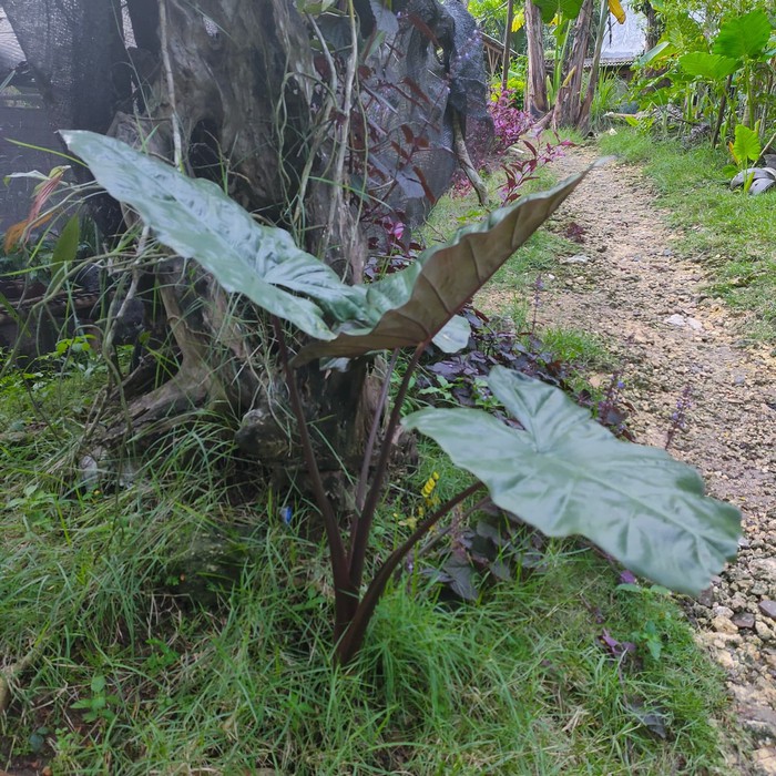 

tanaman talas ireng talas hitam segar
