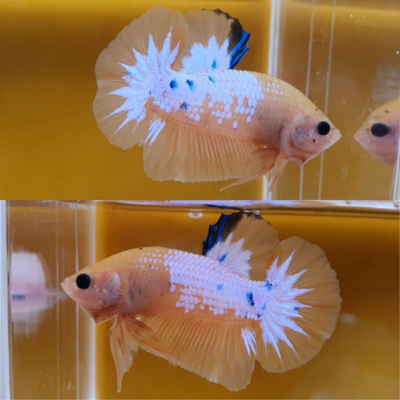 ikan cupang yellow koi / fancy