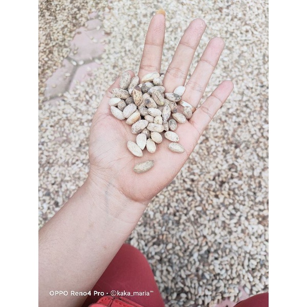 

Biji Mimba 1kg Biji Kupas Kering