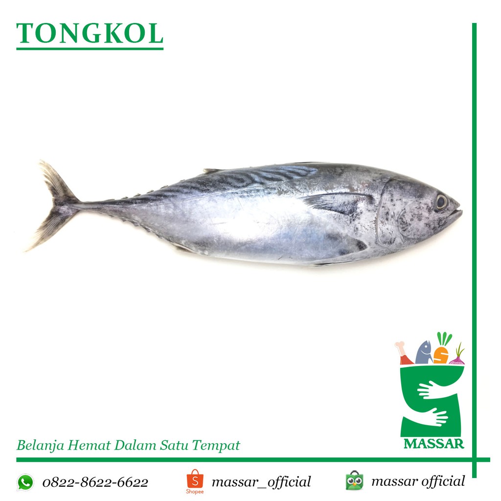 

IKAN TONGKOL