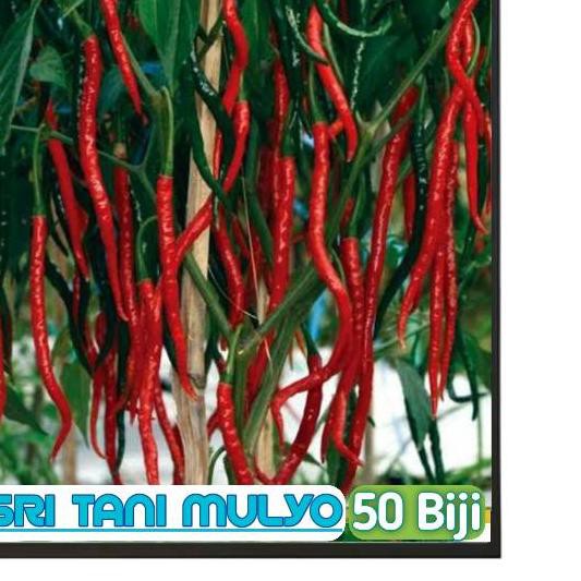 Termurah KODE-288 50 Biji - Benih Cabe Cabai Keriting Unggul -GALIH F1 bibit unggul tahan penyakit