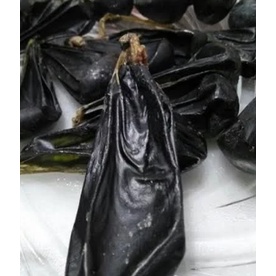 ready Empedu Biawak Murni