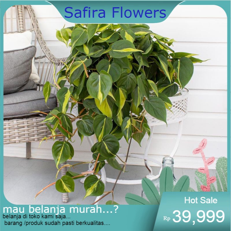 Tanaman sirih brazil-pohon philodendron sirih brazil