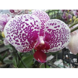 Dijual Benih Bibit Tanaman Anggrek bulan Putih Totol spark ungu Diskon