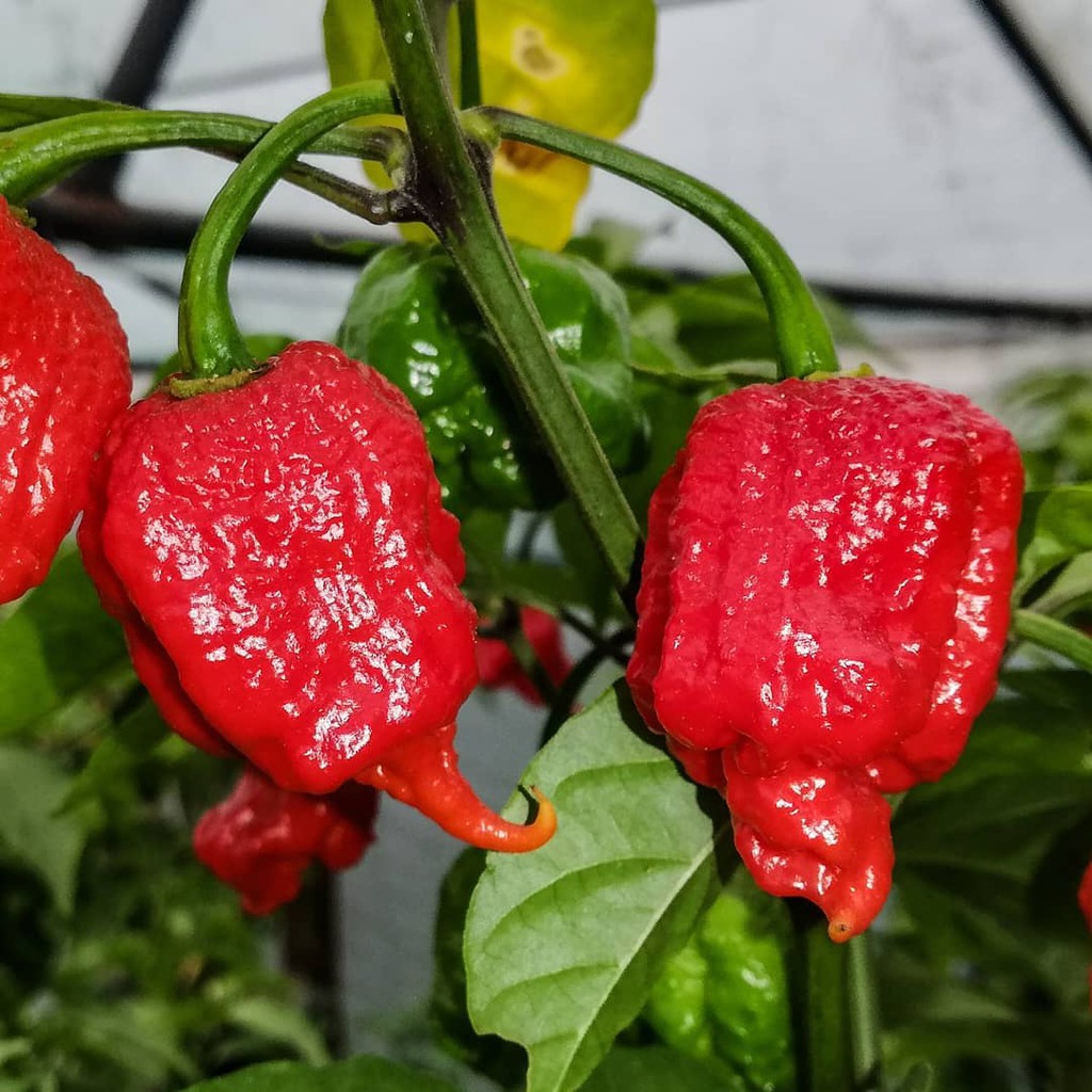 2 Bibit Cabe Carolina Reaper Merah Benih Cabai Rekor Terpedas di Dunia Kualitas Premium Sayuran Red-1