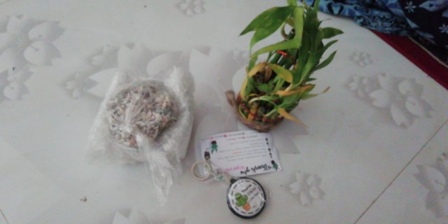 Bambu Hoki / Lucky Bamboo / Bambu Rejeki / Bambu Cina/ Bambu Mini