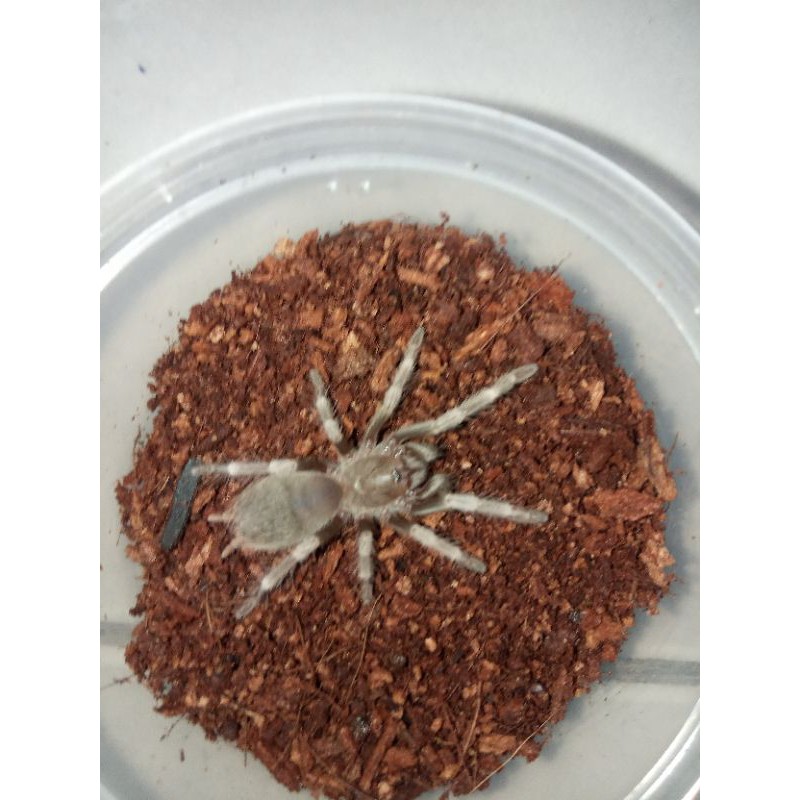 Kartu Nandhu Chromatus