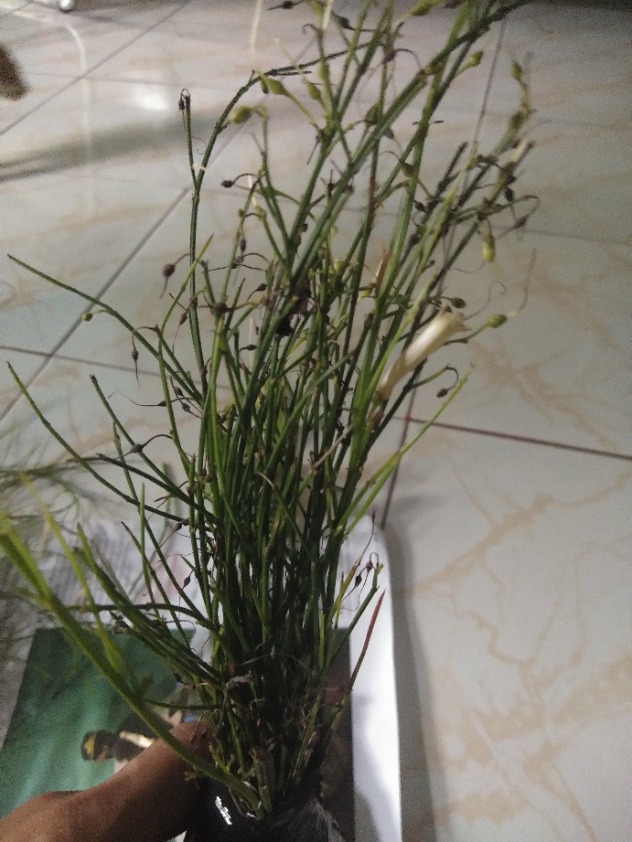 Tanaman Hias Gantung Air Mancur Bunga Putih