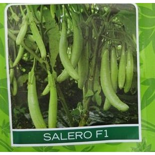 Benih TERONG HIJAU Salero [isi-27] - Biji Sayur
