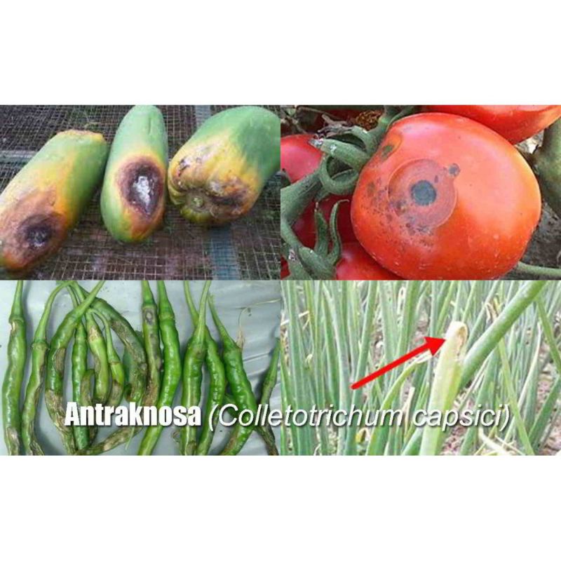 Seltima 100CS 500ml Fungisida Obat Pencegah dan Pembasmi Jamur Tanaman