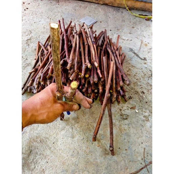 SEPAKET CUTTING ANGGUR LOKAL