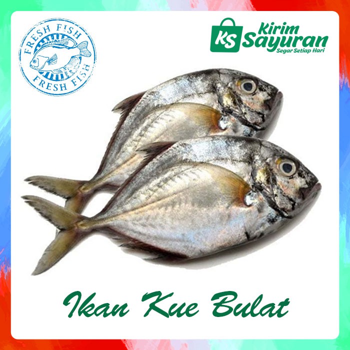 

Ikan Kue Bulat (500 g)
