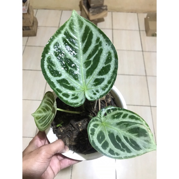Dorayaki Silver Blush (Original) (Anthurium)
