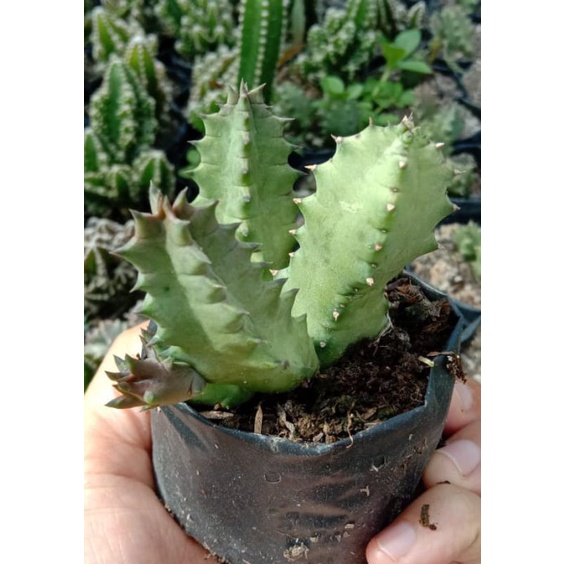 Ceropegia Zebrina subsp.Zebrina/kaktus murah/tanaman hias/kaktus pasaman