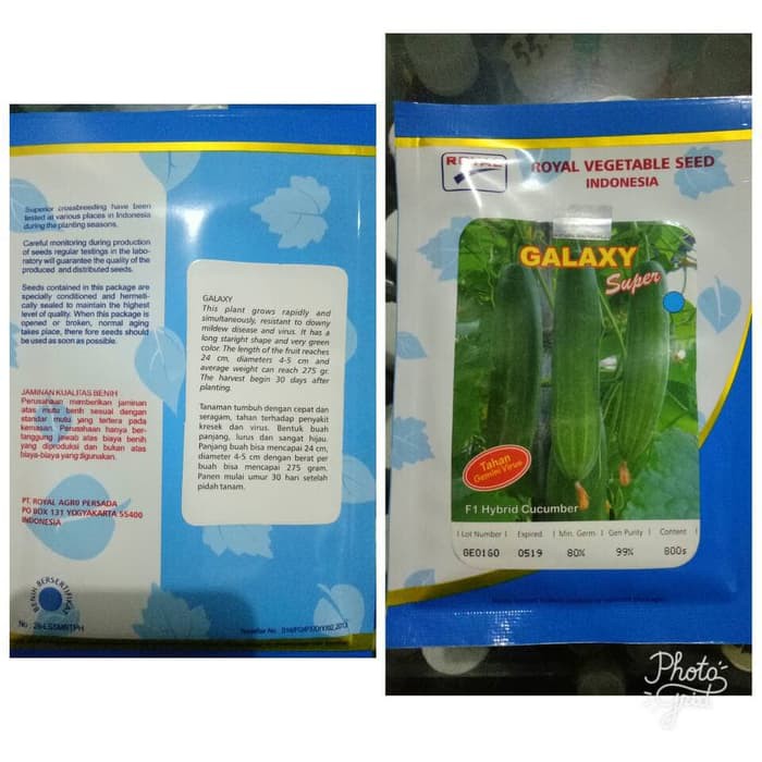 Benih Biji Timun Galaxy F1 Dari Royal