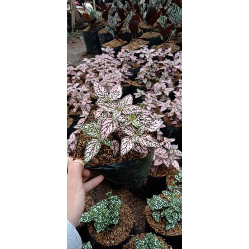 tanaman hias puyuh / hypoestes