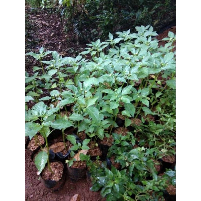 Bibit pohon ciplukan/cecenet