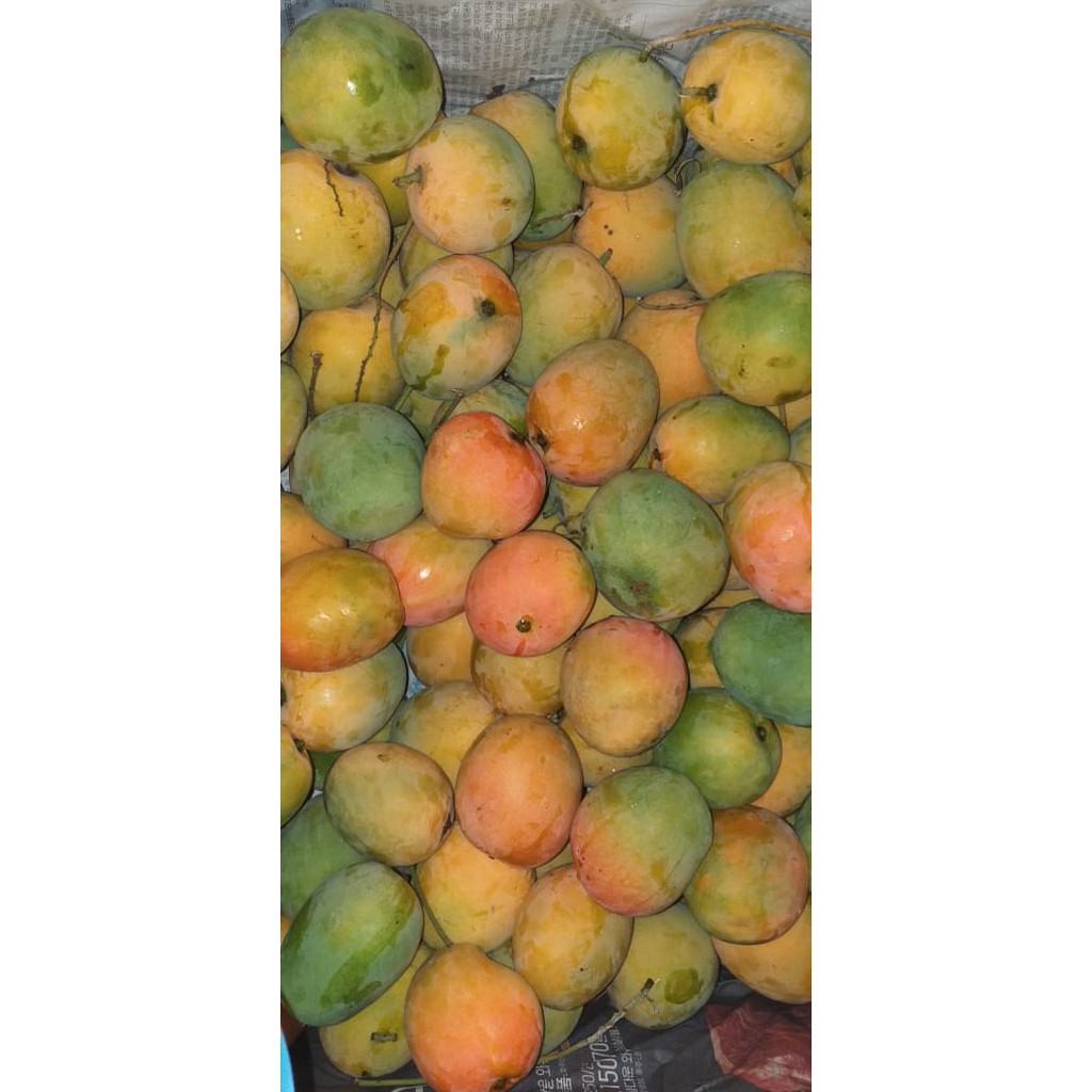 

MANGGA GEDONG GINCU SUPER MATANG POHON