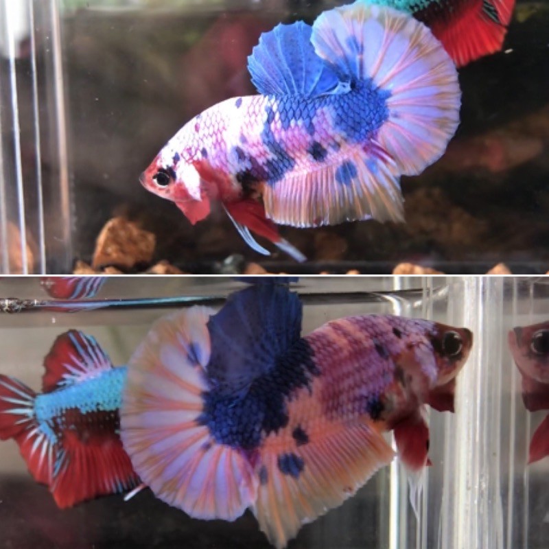 CANDY RAINBOW MULTYCOLOUR BETTA CUPANG MULTI MULTY LOLLIPOP TOP GRADE A