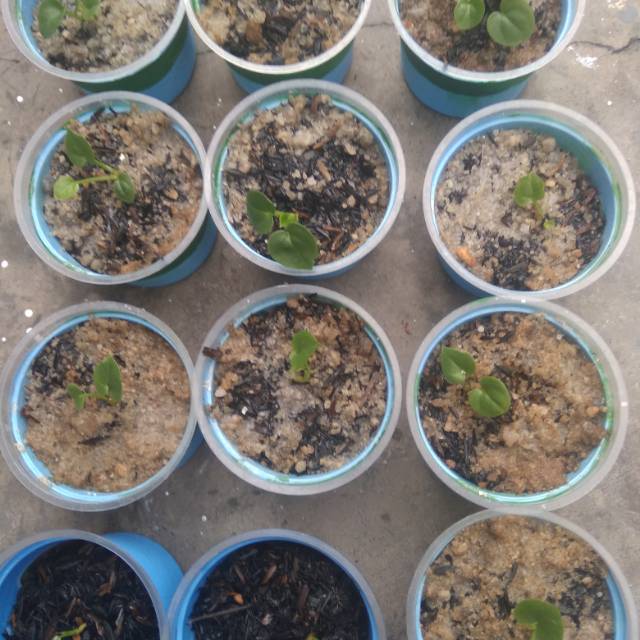 Bibit anthurium Garuda