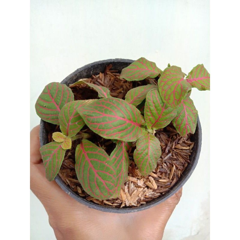 fittonia impor kuning