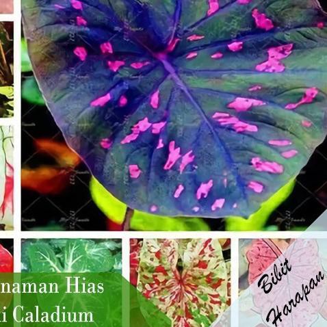 ♛ Bibit Benih Biji Caladium Keladi Tanaman Hias 8 Jenis Mixed Import ❇