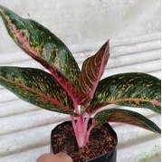 aglonema hot lady