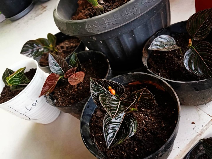 Aglonema Rotundum Aceh Yang Daun 3